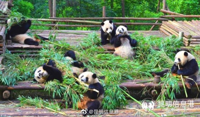 昆明信息港微博