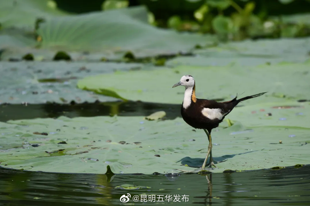 “昆明五华发布”微博