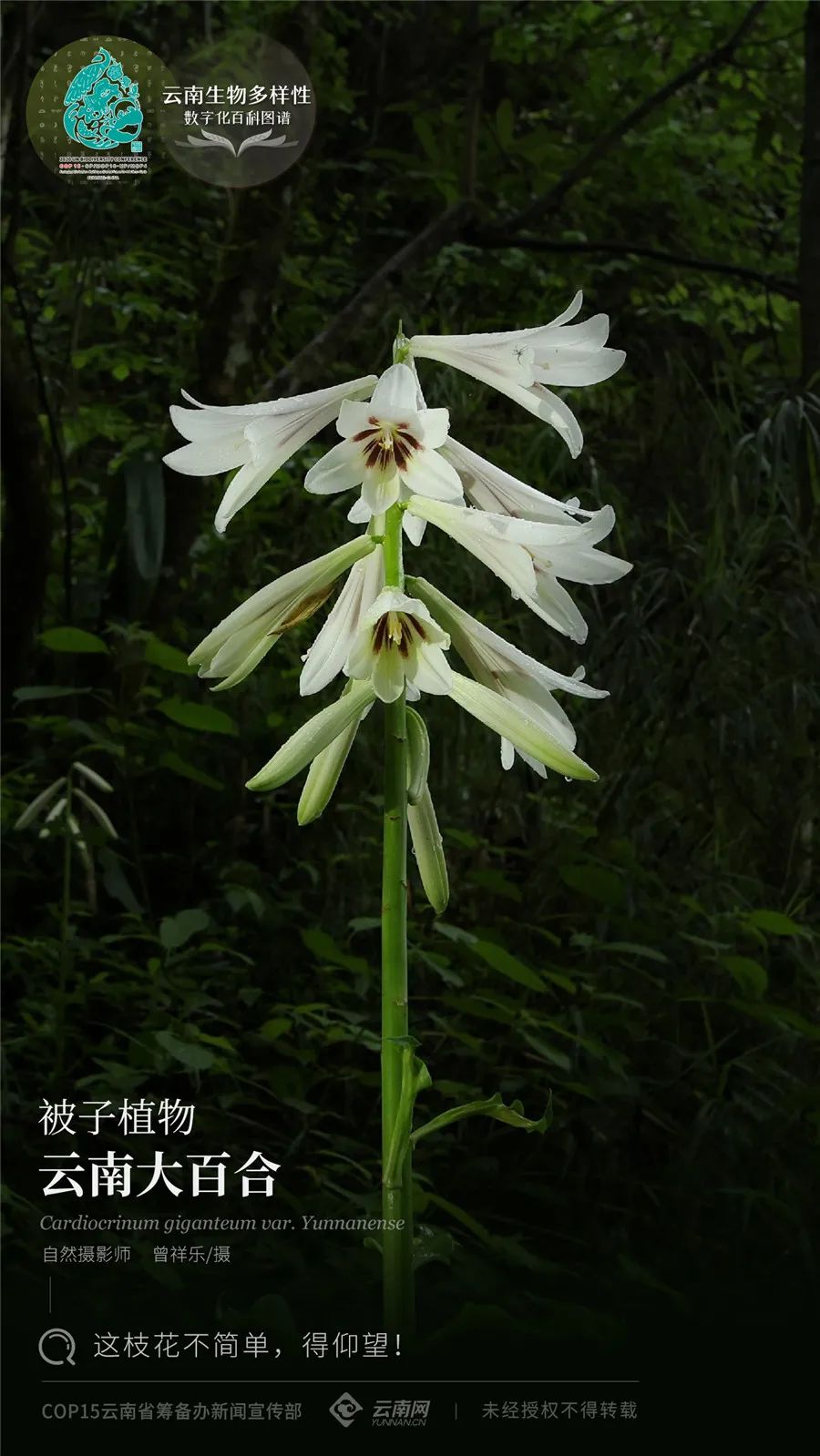 云南省人民政府网