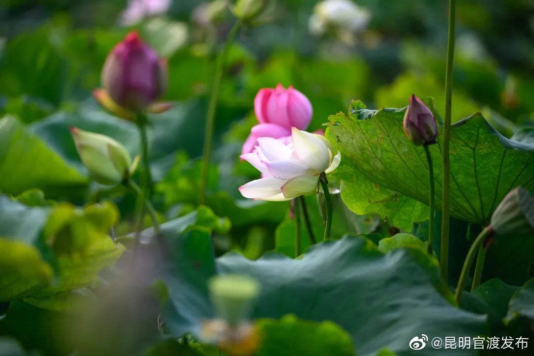 “昆明官渡发布”微博