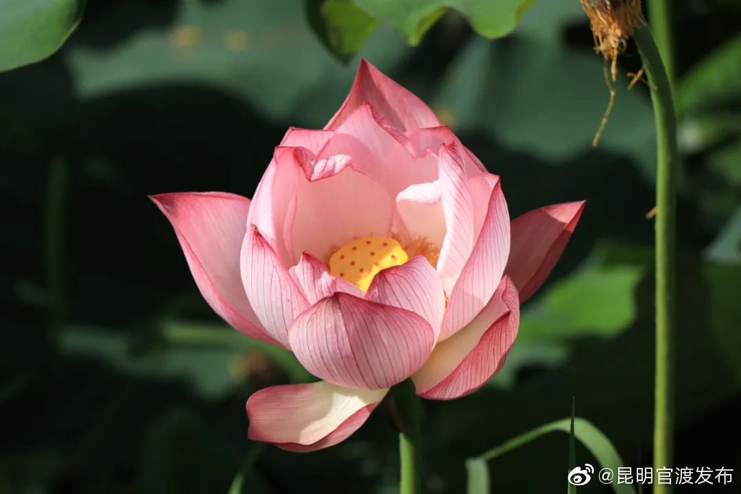 “昆明官渡发布”微博