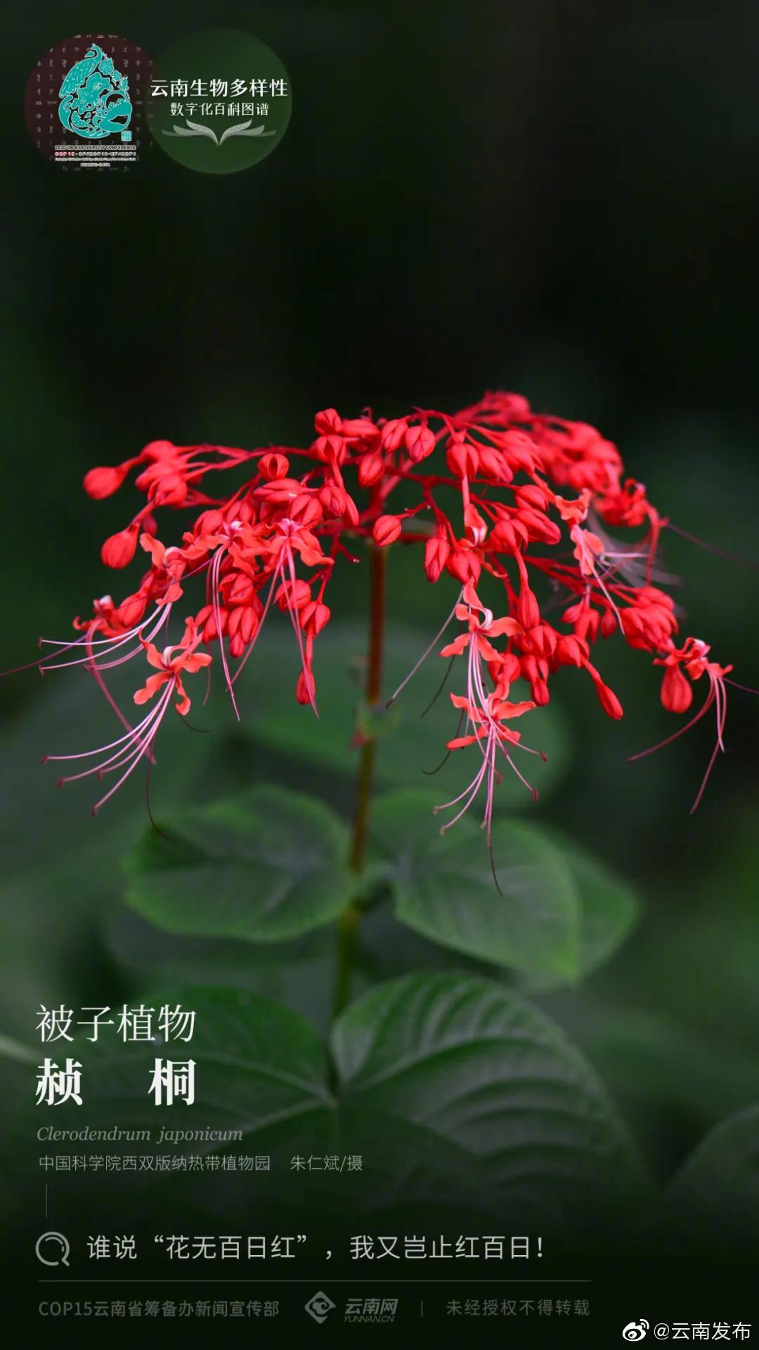 云南生物多样性数字化百科图谱 | 被子植物·赪桐：谁说“花无百日红”，我又岂止红百日！