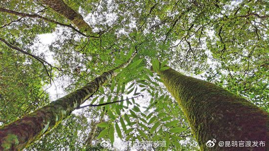 云南无量山伯乐树增至10处44株