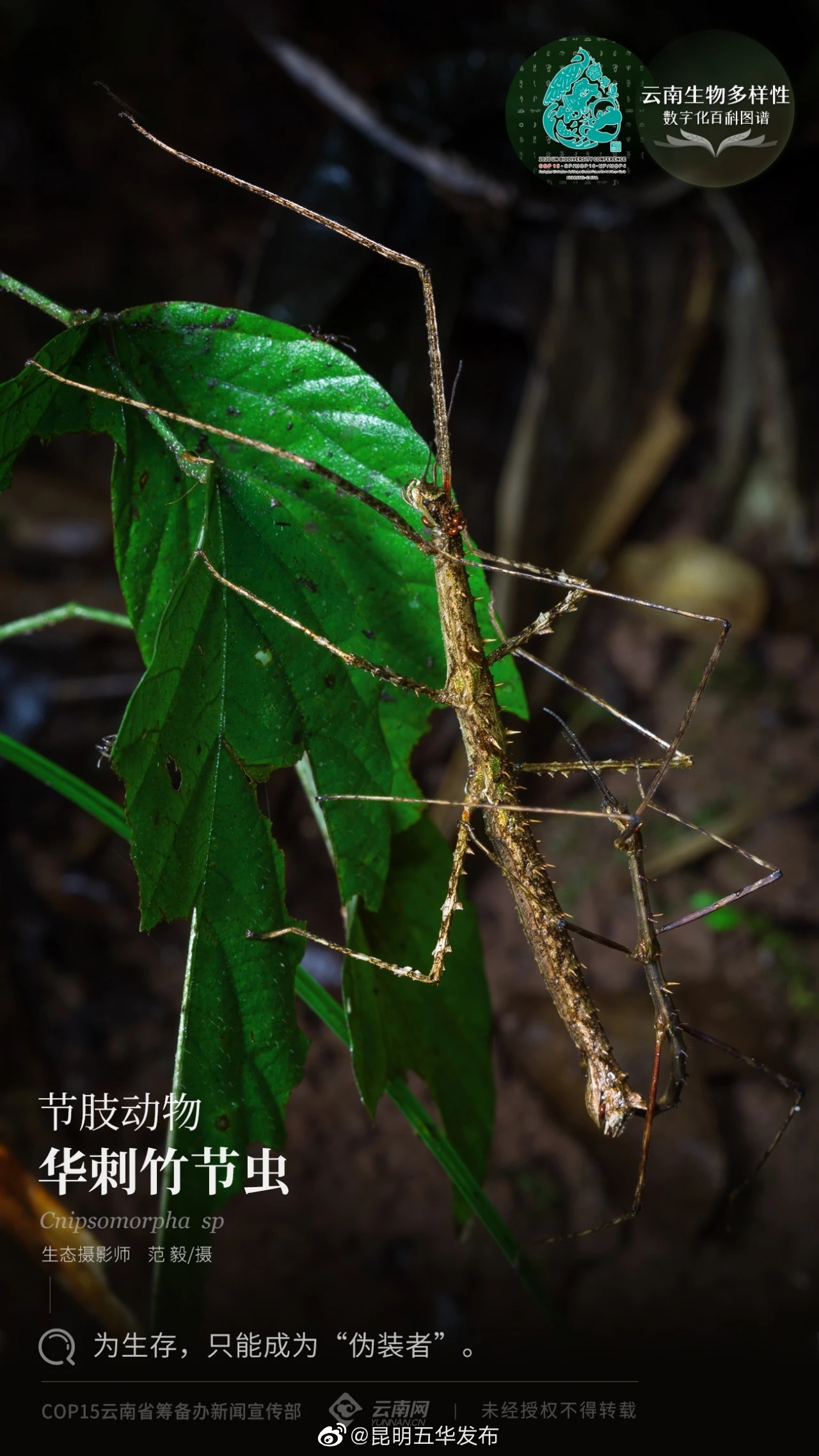 节肢动物·华刺竹节虫：为生存，只能成为“伪装者”
