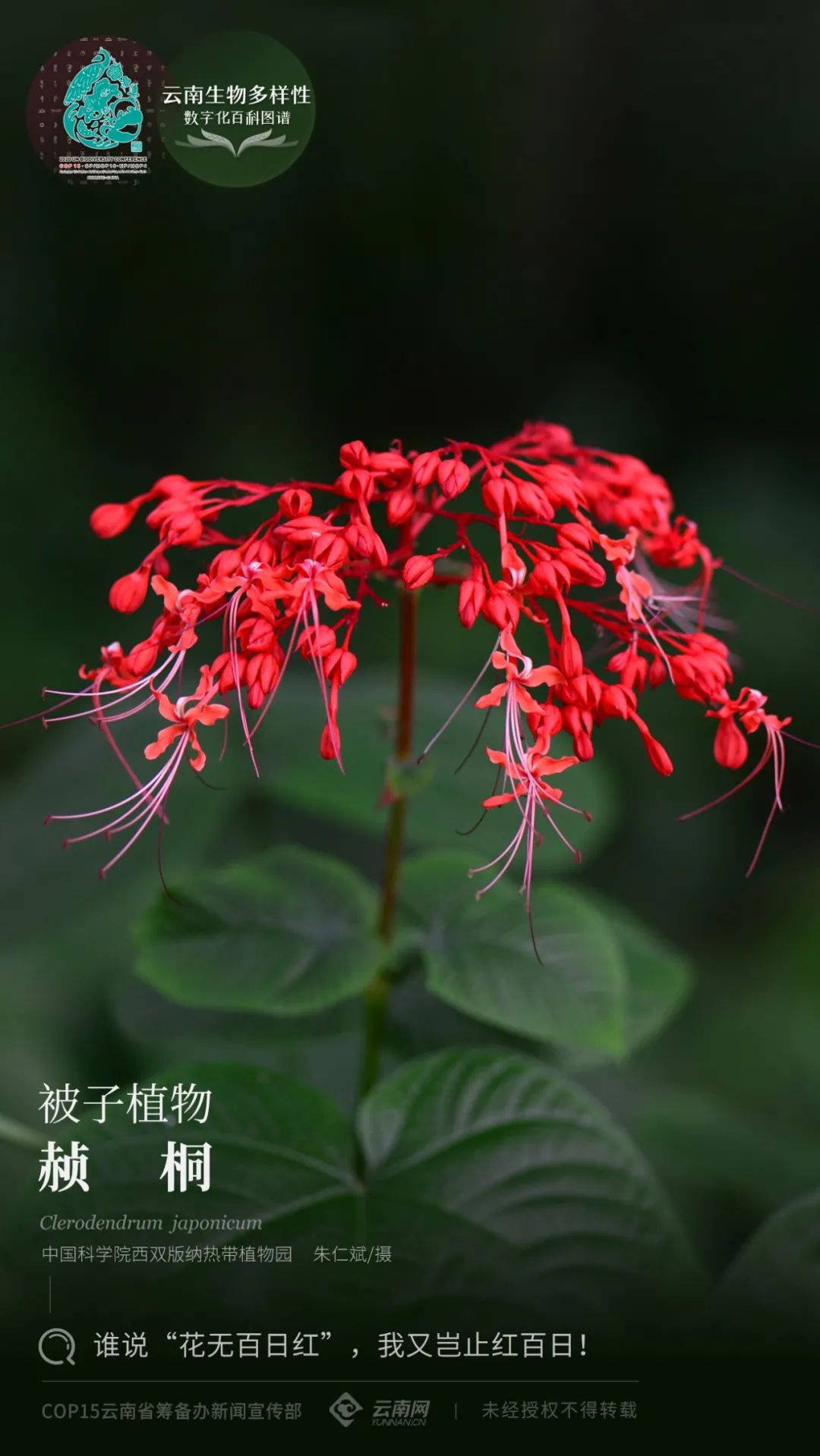 云南省人民政府网