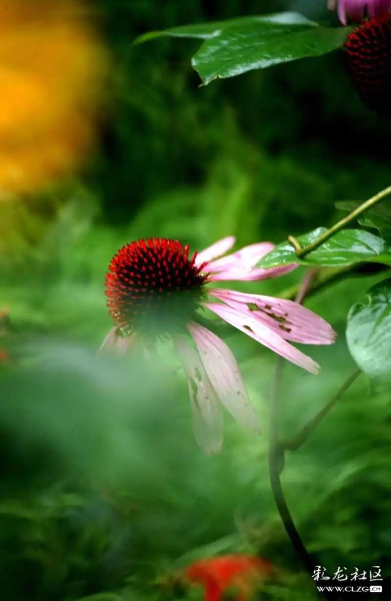 昆明市黑龙潭公园