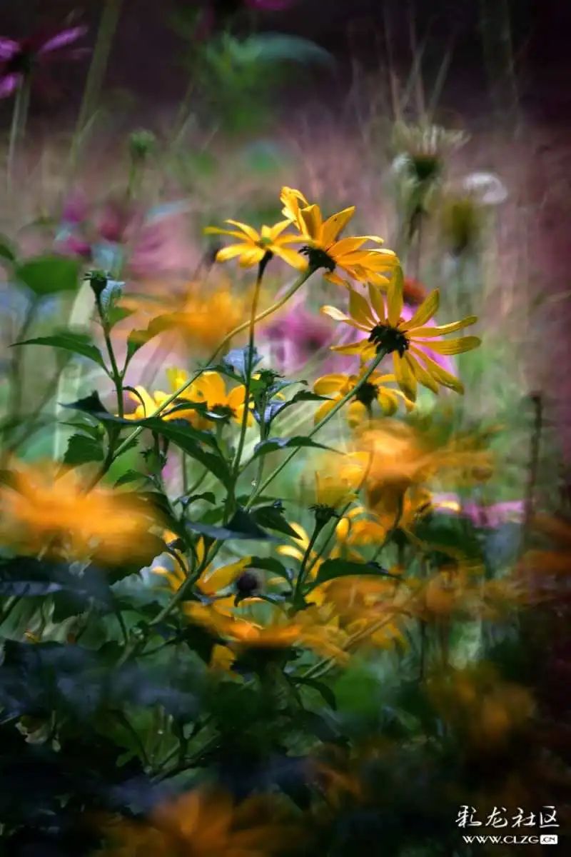 昆明市黑龙潭公园