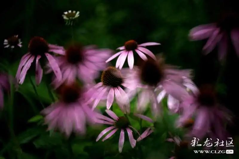 昆明市黑龙潭公园