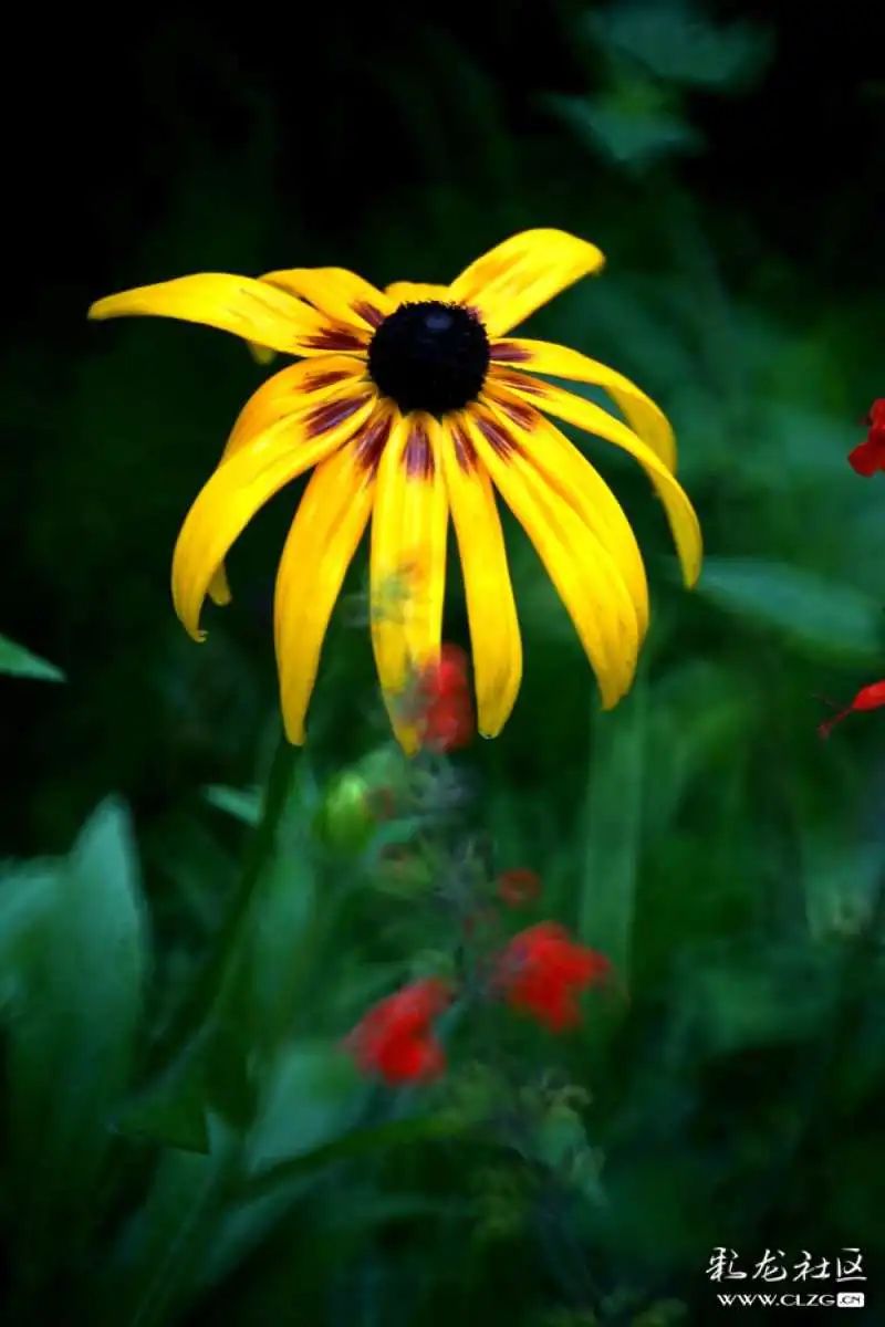 昆明市黑龙潭公园