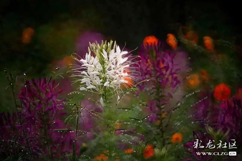 昆明市黑龙潭公园