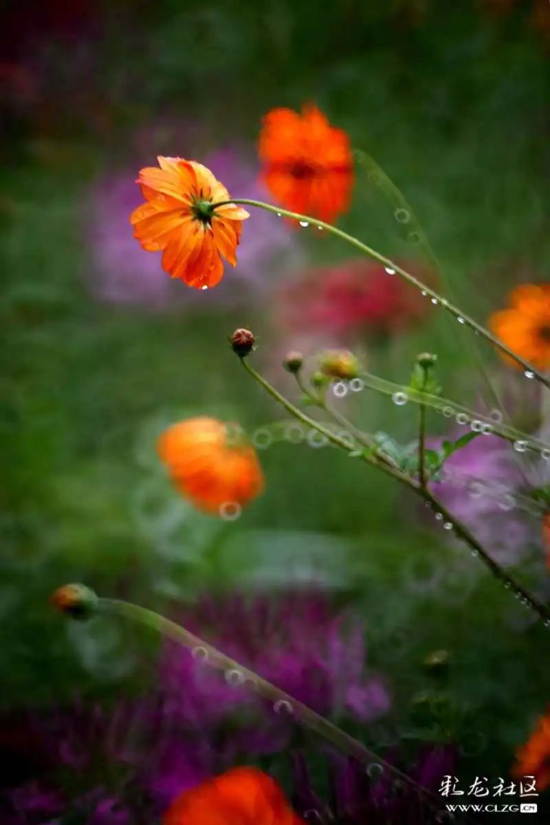 昆明市黑龙潭公园