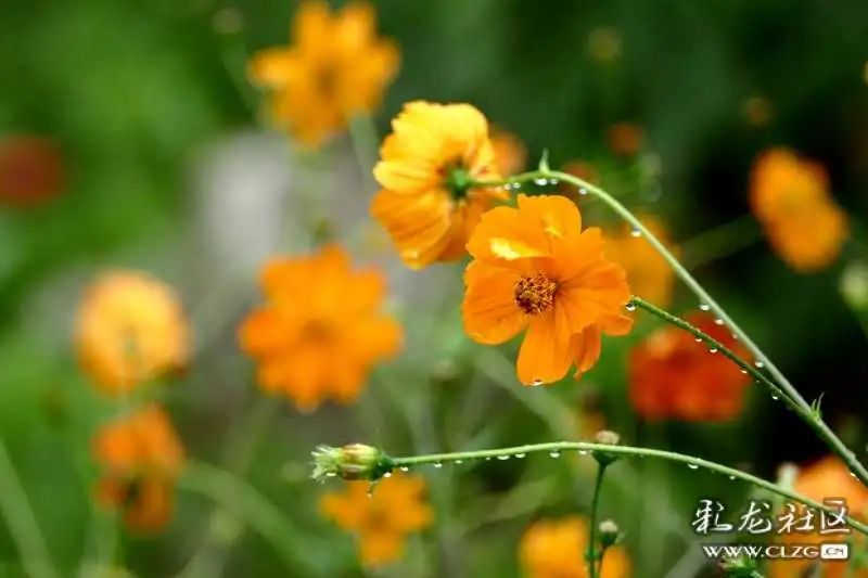 昆明市黑龙潭公园