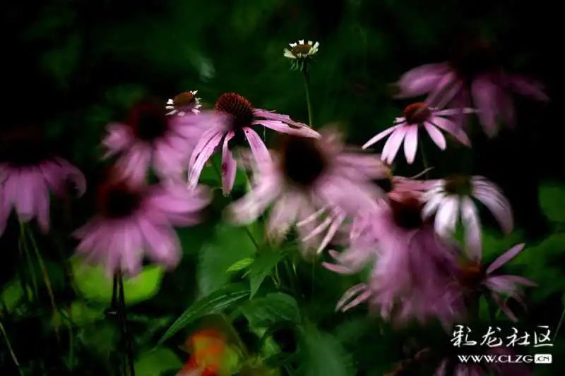 昆明市黑龙潭公园