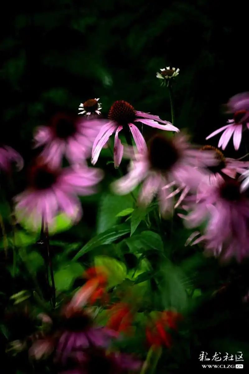 昆明市黑龙潭公园