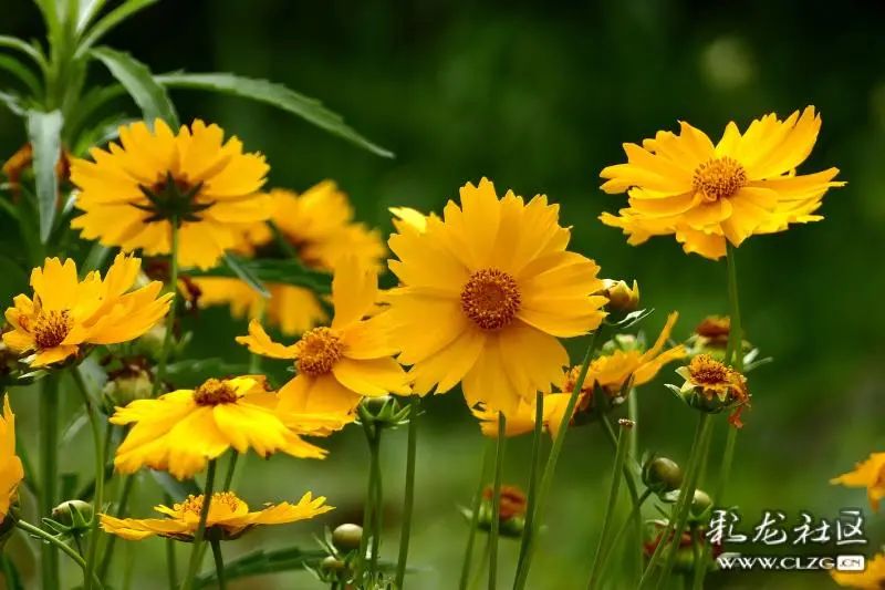 昆明市黑龙潭公园