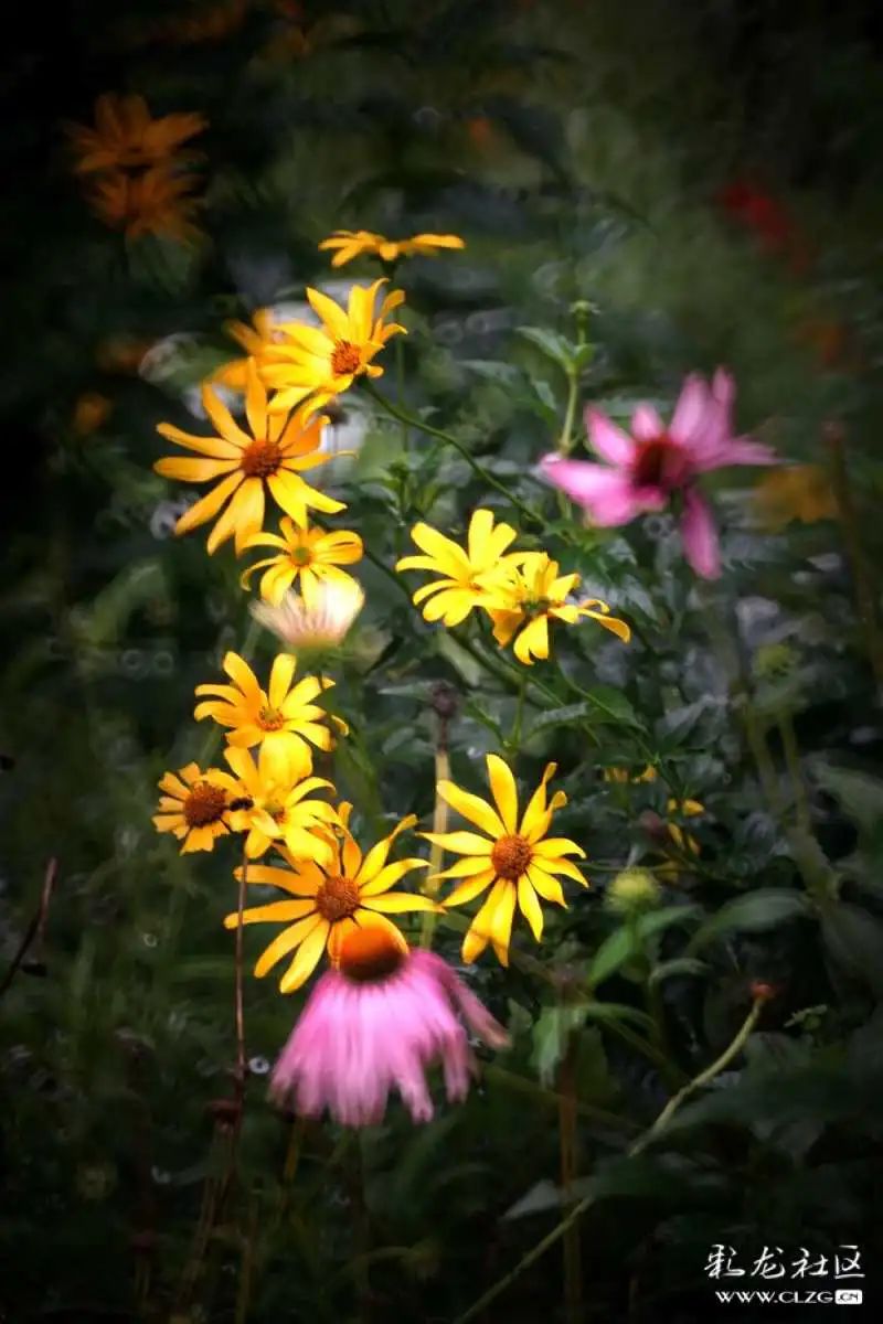 昆明市黑龙潭公园