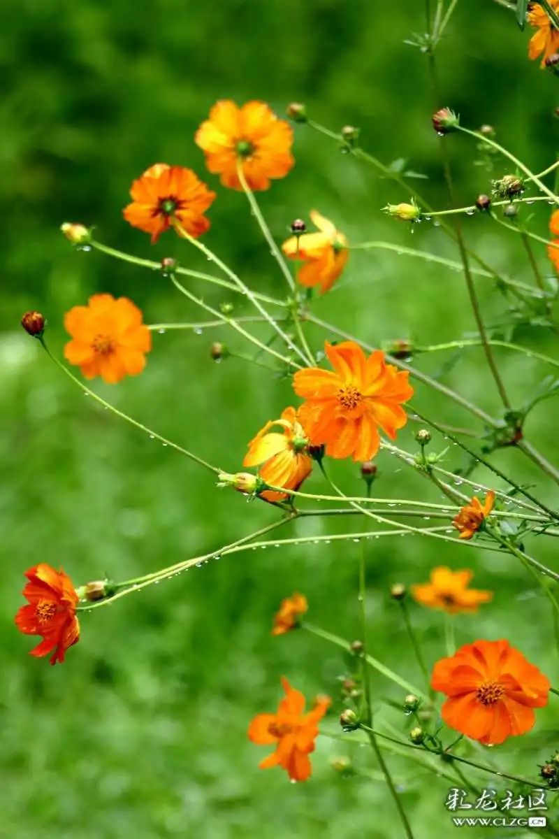 昆明市黑龙潭公园