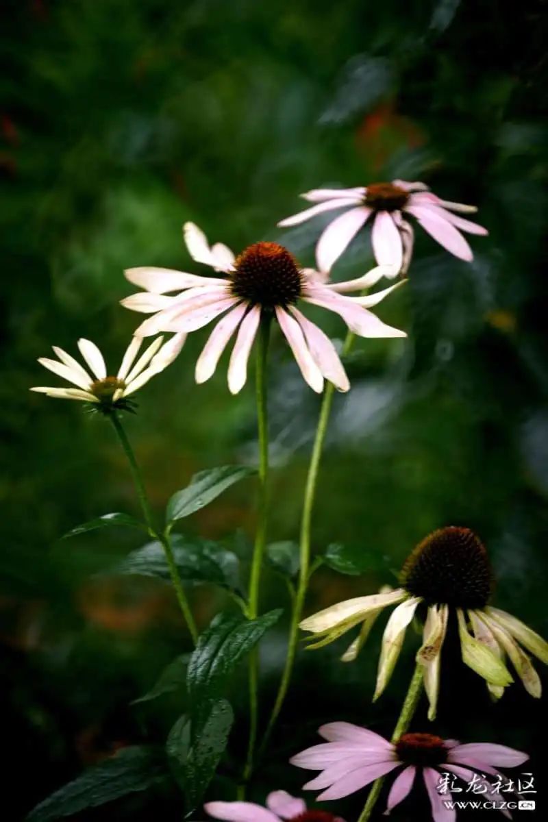 昆明市黑龙潭公园
