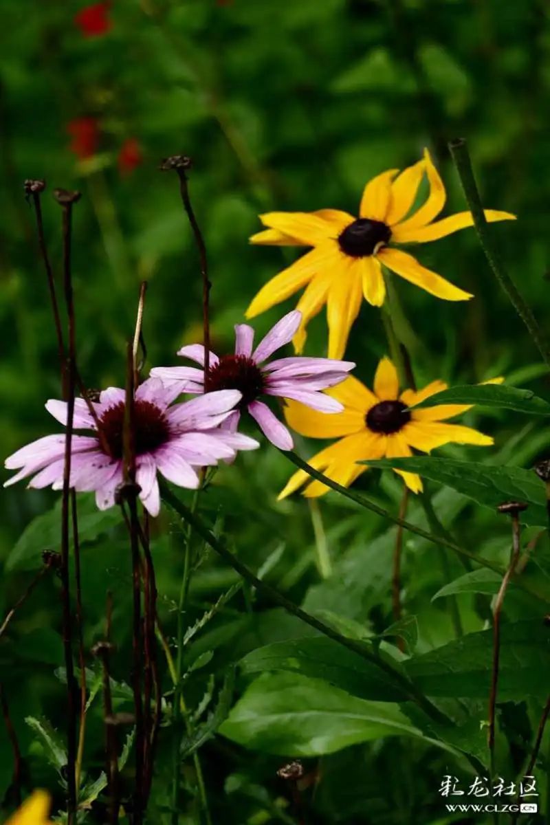 昆明市黑龙潭公园