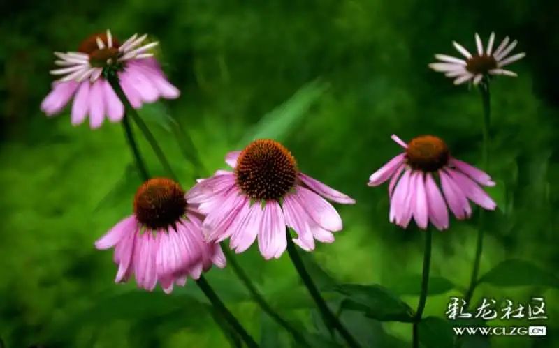 昆明市黑龙潭公园