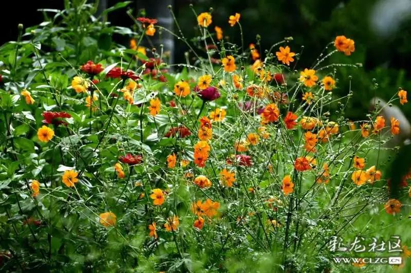 昆明市黑龙潭公园