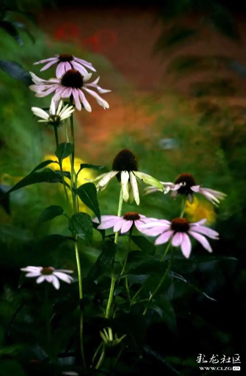 昆明市黑龙潭公园