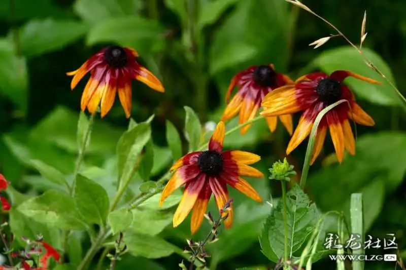 昆明市黑龙潭公园