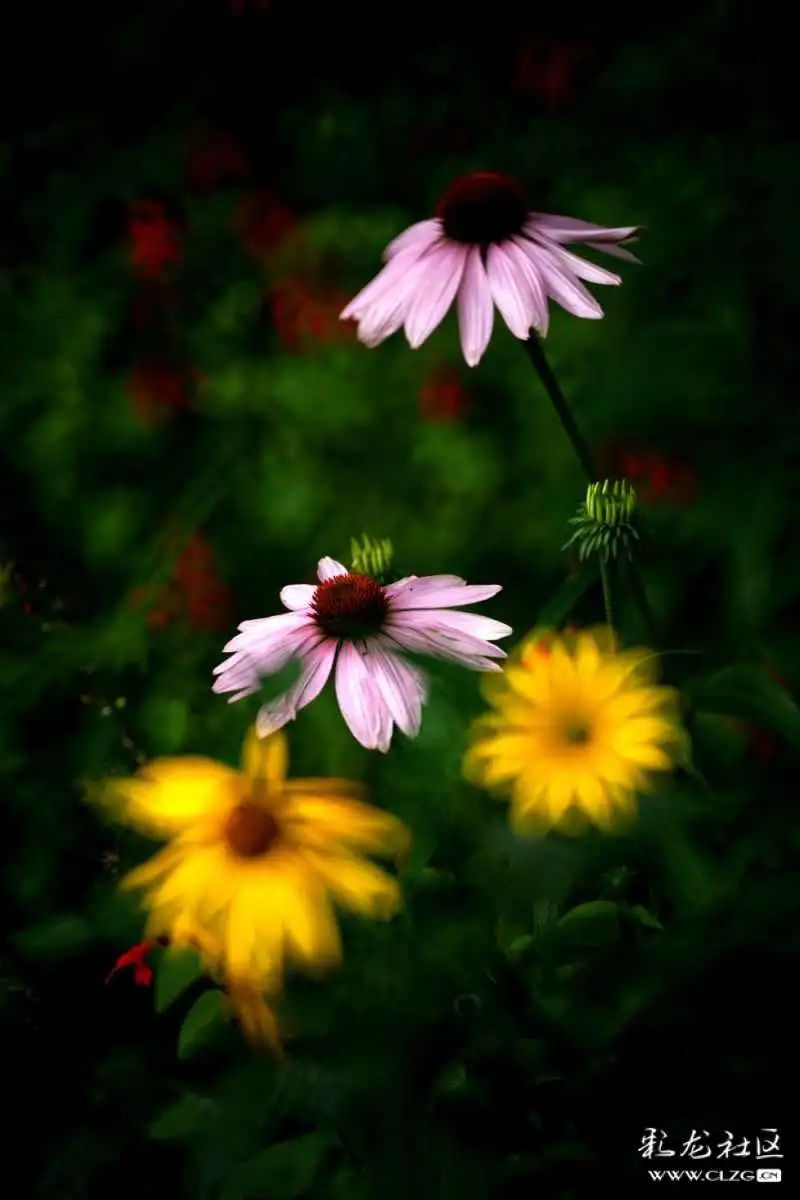 昆明市黑龙潭公园