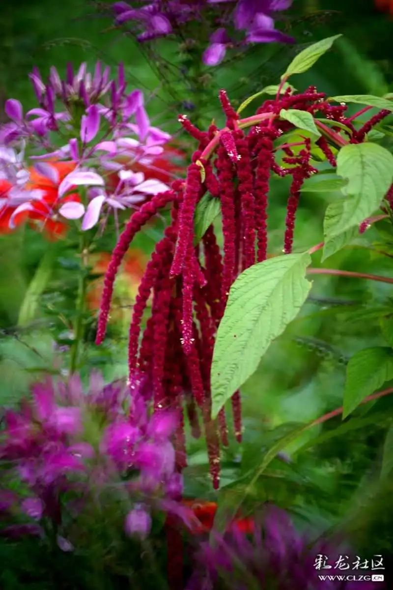 昆明市黑龙潭公园