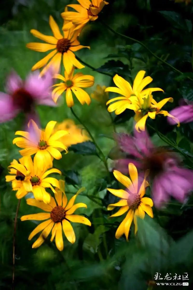 昆明市黑龙潭公园