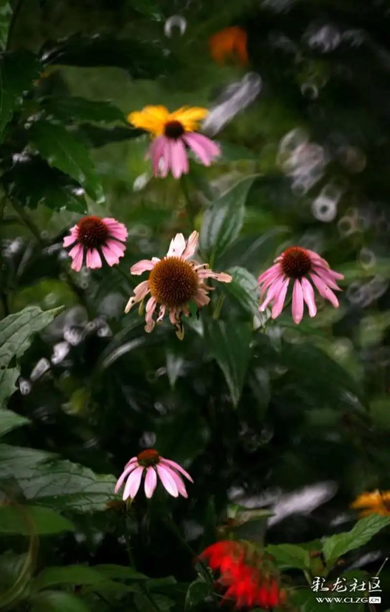 昆明市黑龙潭公园