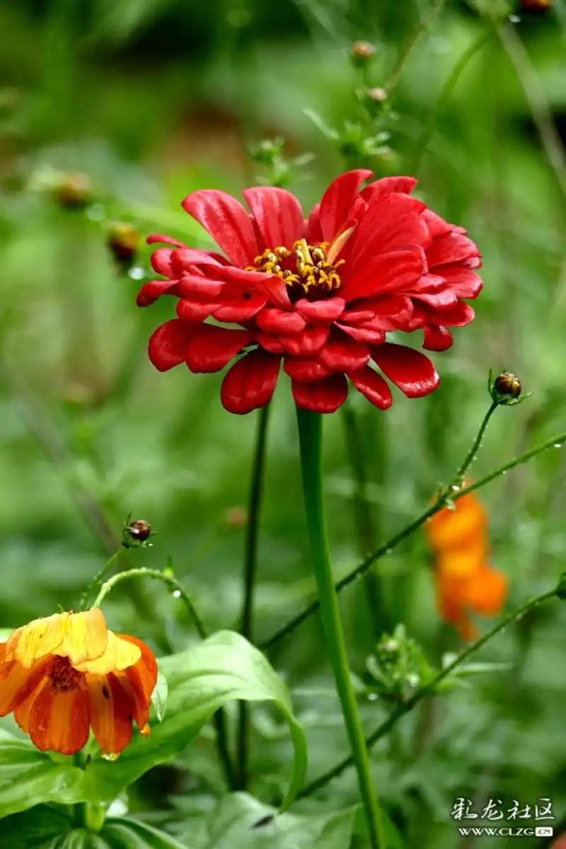 昆明市黑龙潭公园