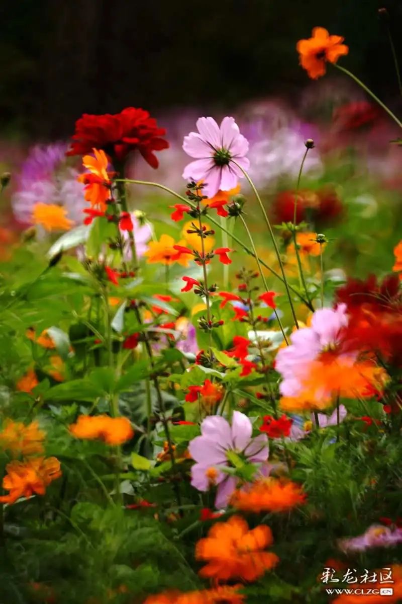 昆明市黑龙潭公园