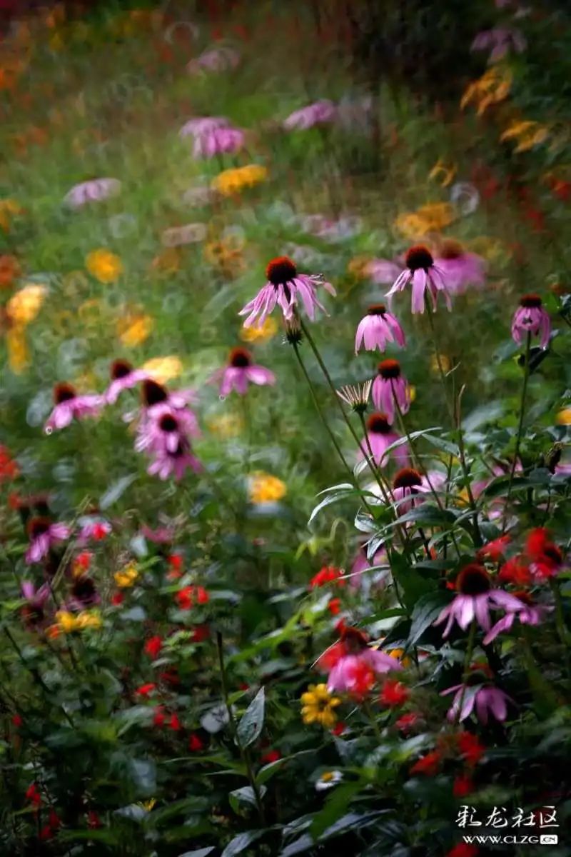 昆明市黑龙潭公园