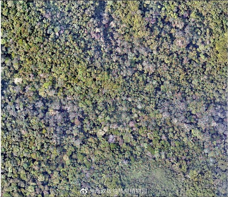 朱华：中国热带-亚热带常绿阔叶林群落交错区研究进展