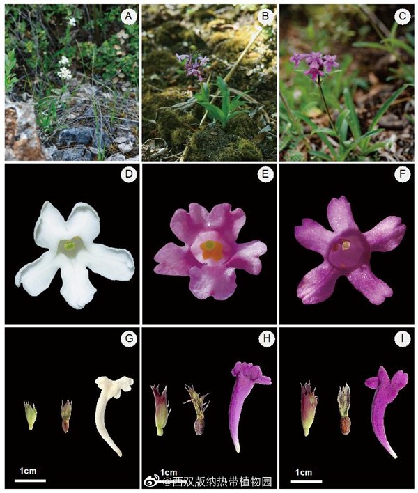 版纳植物园在横断山-喜马拉雅特有物种的分布区演化取得新进展