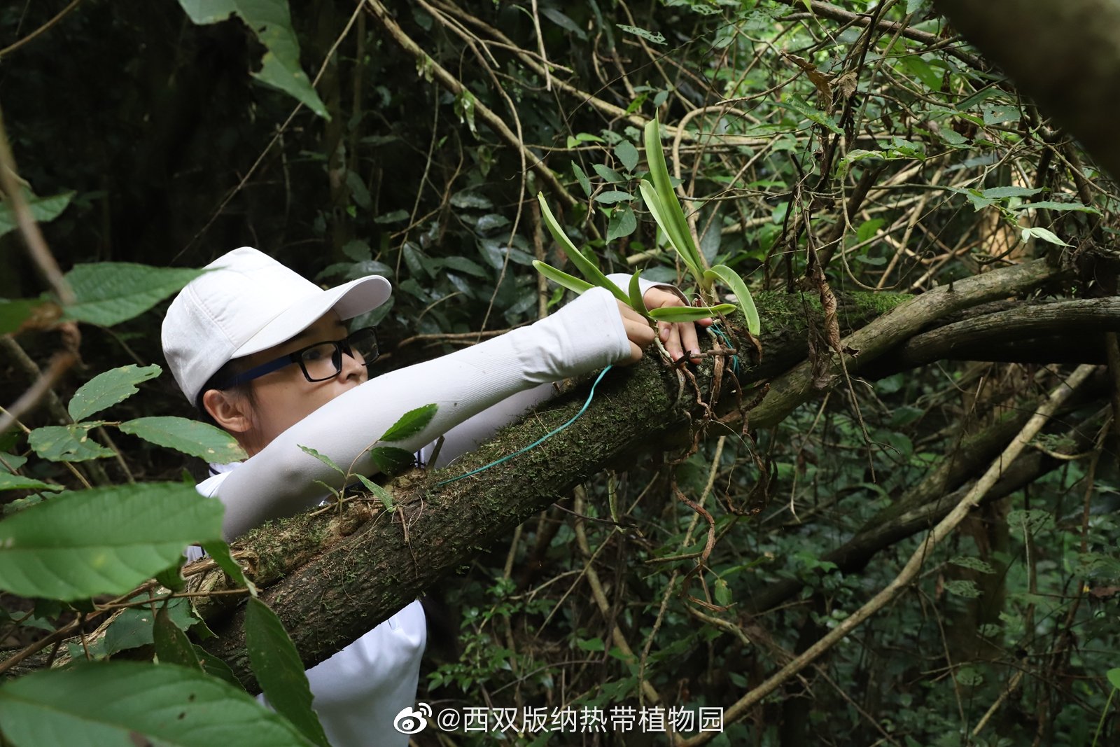 西双版纳热带植物园微博