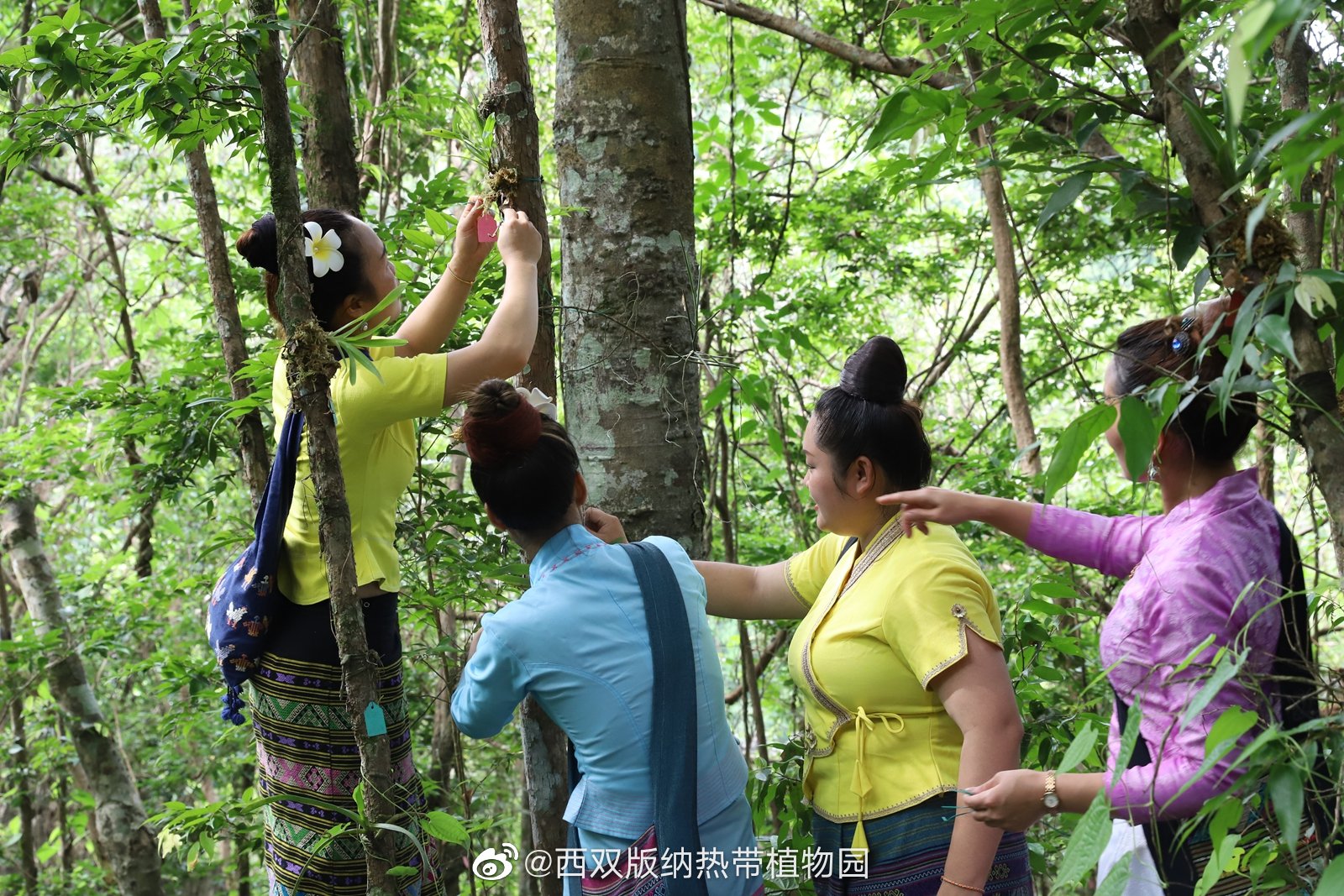 西双版纳热带植物园微博