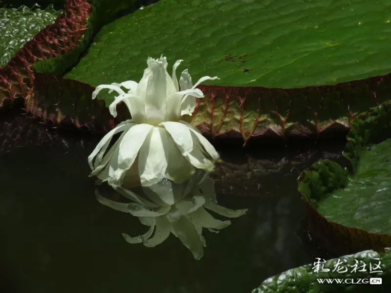 大观楼