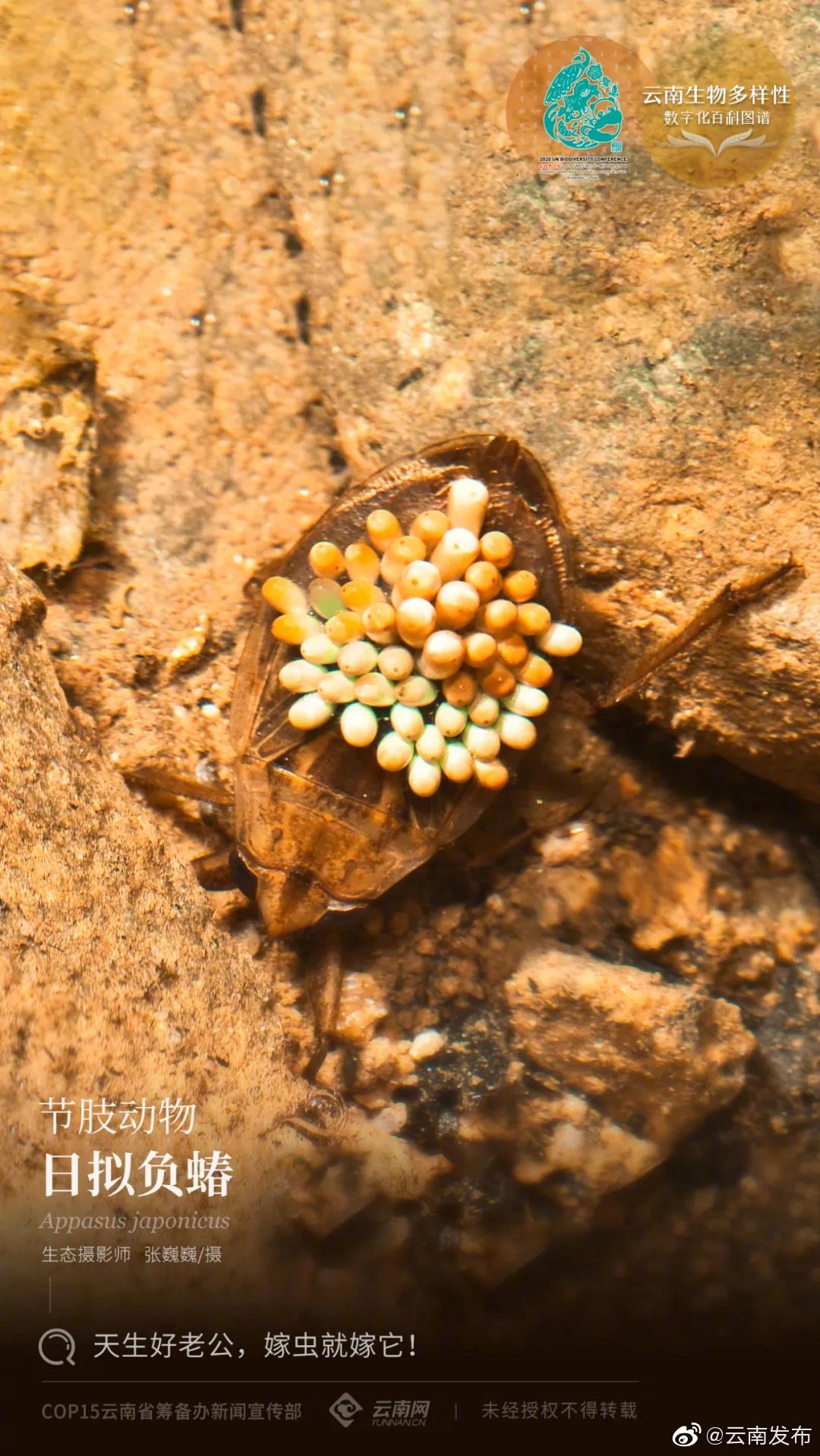 云南生物多样性数字化百科图谱 |节肢动物·日拟负蝽：天生好老公，嫁虫就嫁它！