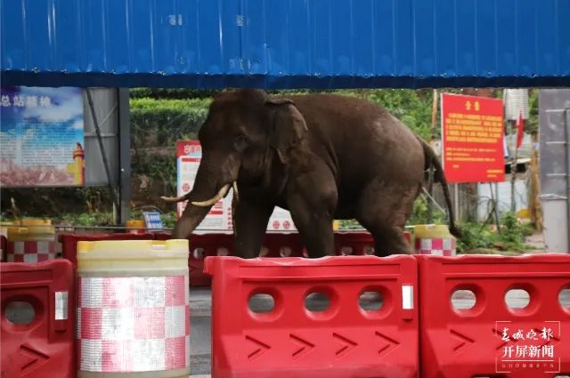 春城晚报(微信)