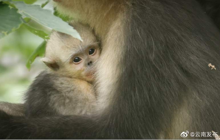 “云南发布”微博