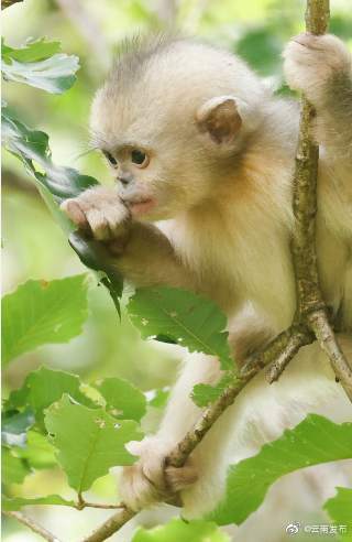 “云南发布”微博