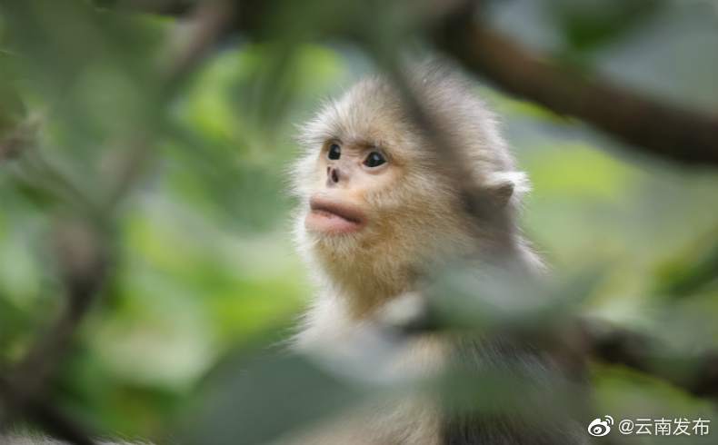 “云南发布”微博