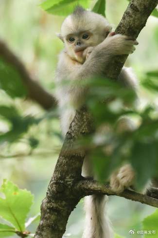 “云南发布”微博