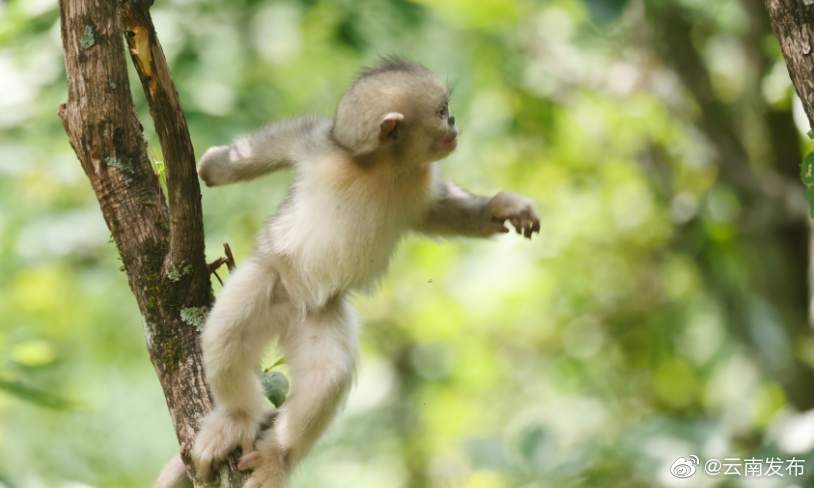 “云南发布”微博