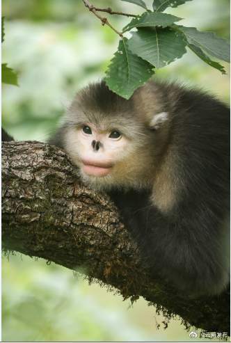 “云南发布”微博