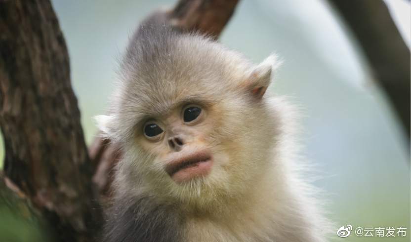 “云南发布”微博