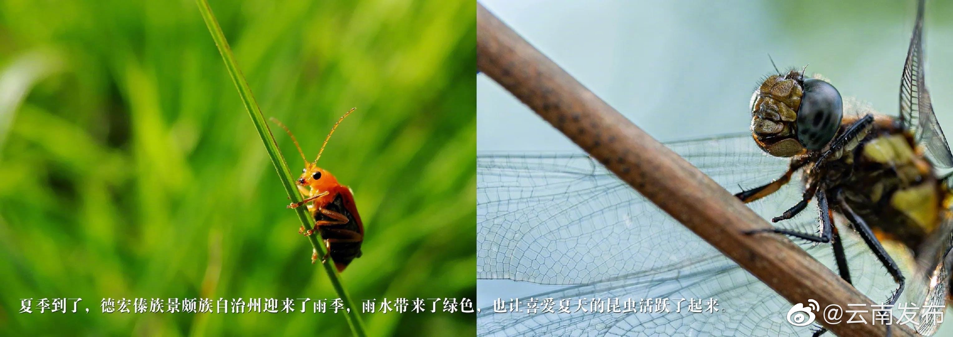 “云南发布”微博