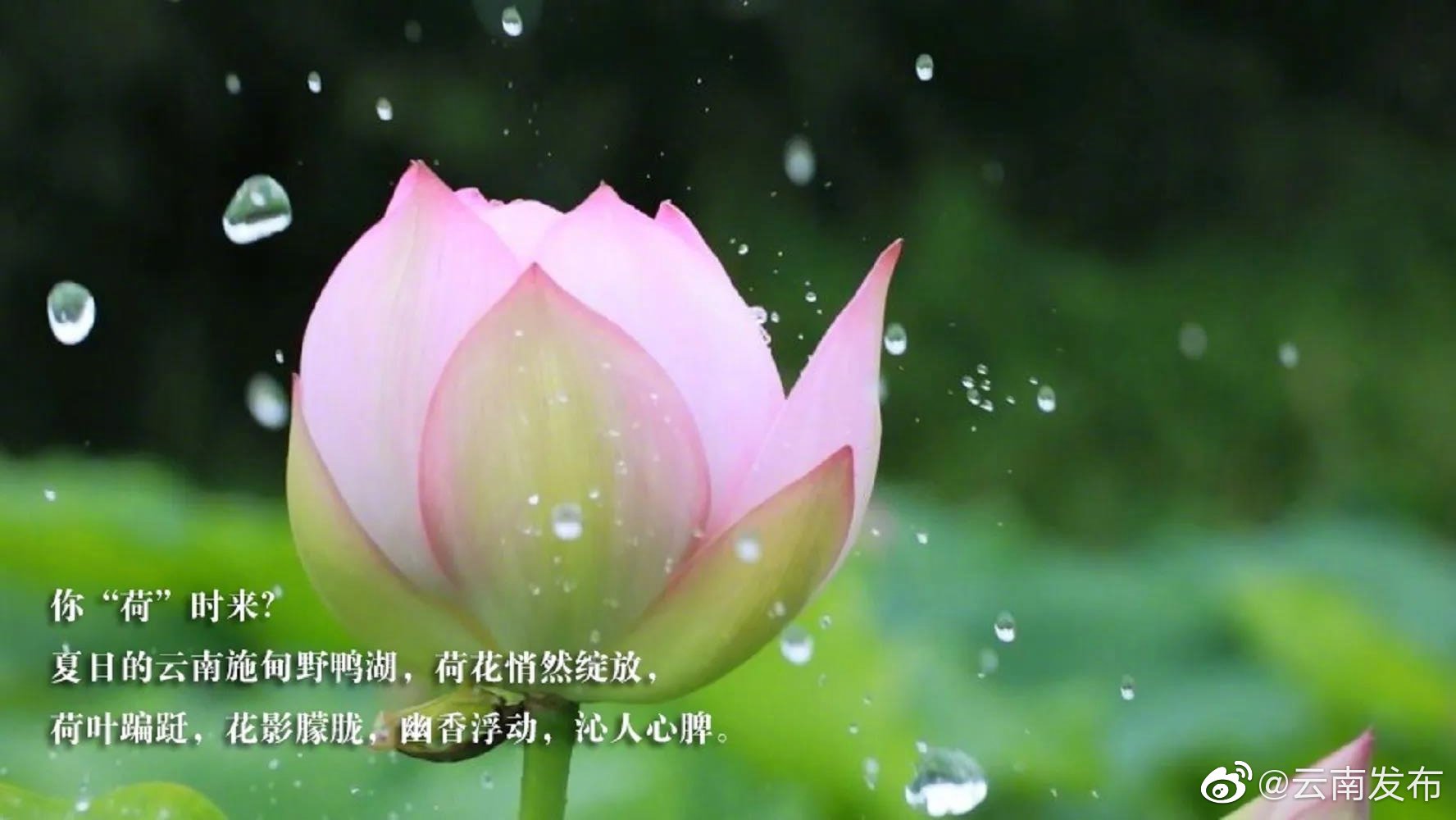 “云南发布”微博